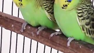 Parrot colony