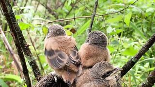 “Amazing Mother Bird! Cendet Feeding Her Hungry Chicks – Beautiful Wildlife Moment”