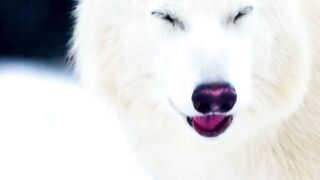 Be Martians For A Day: Inside Biosphere 2