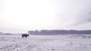 Snow boot - id | Trending HD Video 50