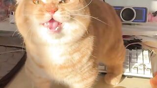 Such adorable dramatic kitty