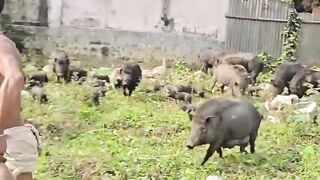 Funny Pig Video