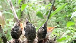 “Amazing Moment! Mother Long-tailed Shrike Feeding Her Hungry Chicks in the Nest”