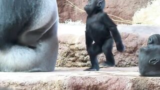 Monkey and baby funny video