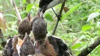 “Incredible Mother Bird! Cendet Feeding Her Hungry Chicks in the Nest”