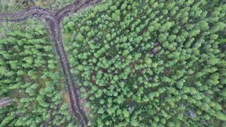 4K resolution - aerial view of lush green jungle canopy | Trending HD Video