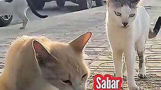 Kumpulan Komedi Kucing 3