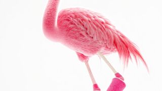 Funnyfuzzy - id | Trending HD Video 243