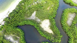 4K resolution - aerial view of vibrant mangrove ecosystem | Trending HD Video