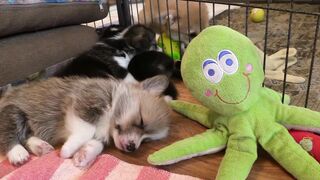 Funnyfuzzy - id | Trending HD Video 244