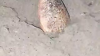 Looking for a fish or eel.. Thanks for watching..!! 67