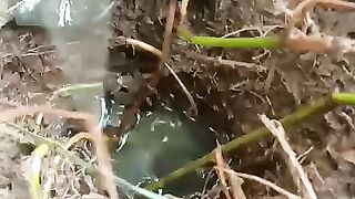 Looking for a fish or eel.. Thanks for watching..!! 70