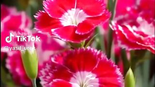 Beautiful flowers 34