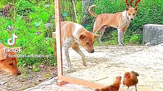 সব সময় পুকুরেই থাকে