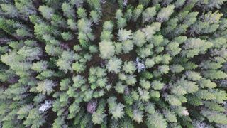 4K Computer Monitor - aerial view of dense green forest canopy | Trending HD Video