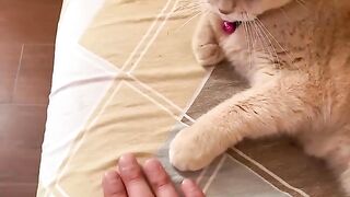 Amazing Cat Performs Magic Trick! #Cats #Tricks