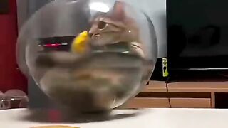 Funniest Cat Moments ???? #funnycat #funniestcat