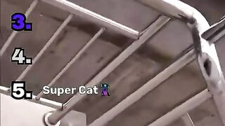 funniest cat lol never seen #funnycat #cutecat