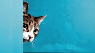 Funnyfuzzy - id | Trending HD Video 248