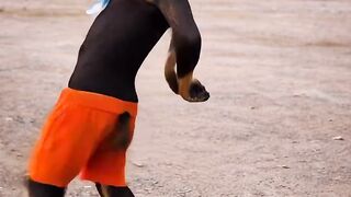 Hollywood style dog dance live