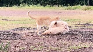 Funnyfuzzy - playful interaction of dog and cat outdoors | Trending HD Video