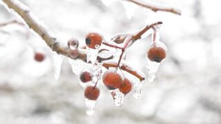 The Shy Snow Woman and the Cursed Ring - snow melting on berries of a tree | Trending HD Video