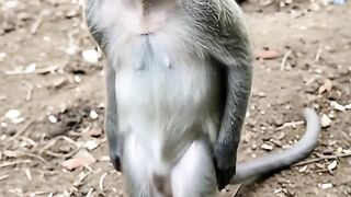 Monkey dance 7