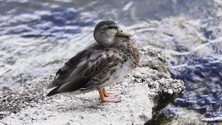 4K Computer Monitor - id | Trending HD Video 105