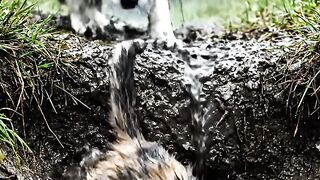 Puppy_rescues_kitten