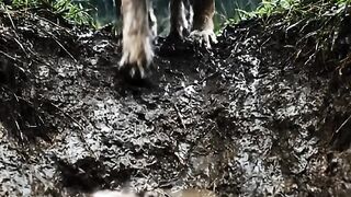 Puppy_rescues_kitten 2