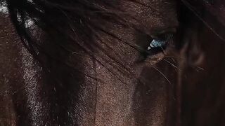 Como um cavalo correndo livre