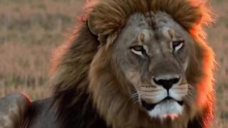 Wildphoto_wp_animal 2