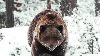 Bear _bears _ursusar.