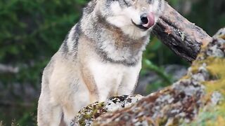 Os meninos estão de volta à cidade ????