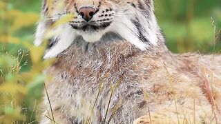 Mas os bocejos estão de volta na temporada ????