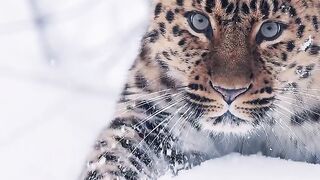 Refrescando-se com alguns vídeos de inverno ????????