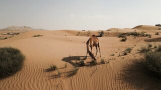 4K resolution - a camel in the desert eating grass | Trending HD Video