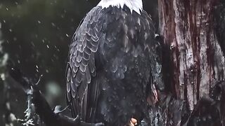 Águias do Norte ????❄️