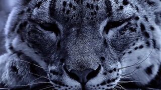 Olhos do Leopardo-das-Neves_ sempre observando ????