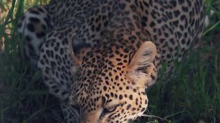 Os animais mais lindos