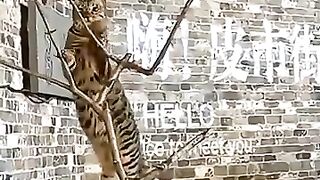 Kumpulan Komedi Kucing 5