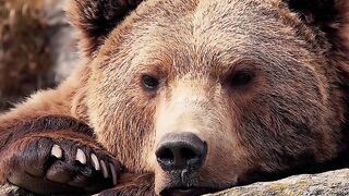 Um urso preguiçoso numa tarde de sexta-feira ????????