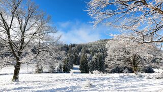 Winter solstice - a winter scene with trees and snow | Trending HD Video