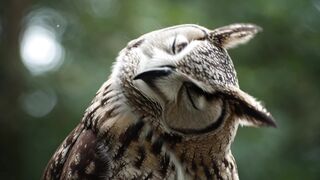 Funnyfuzzy - id | Trending HD Video 256