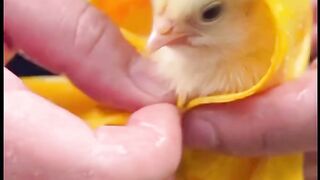 Chicks raincoat