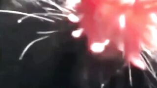 Mind-Blowing Animal Facts #animalfacts #wildlife #animals