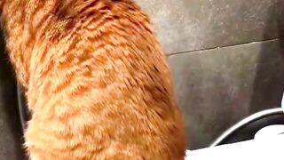 Funny Cats and Dogs 5