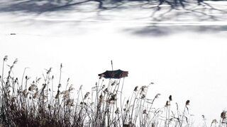 Winterhalter - id | Trending HD Video 92