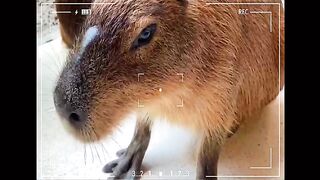 Capybara branch at Bali ZOO