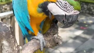 Bird Blue Gold Macau At Bali ZOO